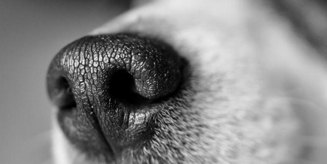 dog nose
