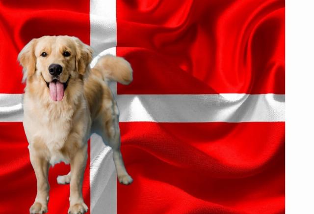 dog and denmark montage