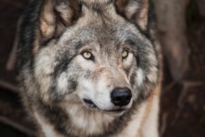 Jim Crow and the Cost of Crying Wolf