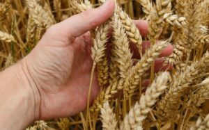 Catholic politicians and the weeds in the wheat