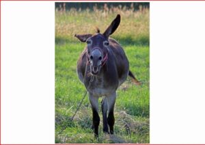 Democrat party dead? Marxists and RINOs ascendant? America doomed?