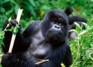 Conservatism and evolution